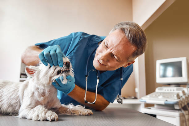 Best Pediatric Emergency Dentist in Shafer, MN